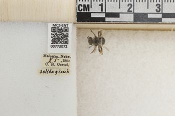 Media type: image;   Entomology 773072 Aspect: Labels